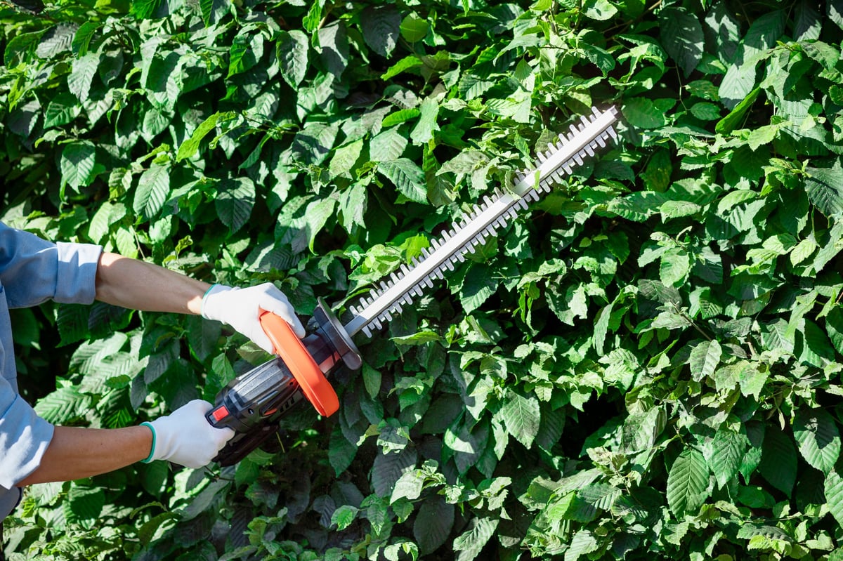 Close-up of a hedge being trimmed into a clean, precise line