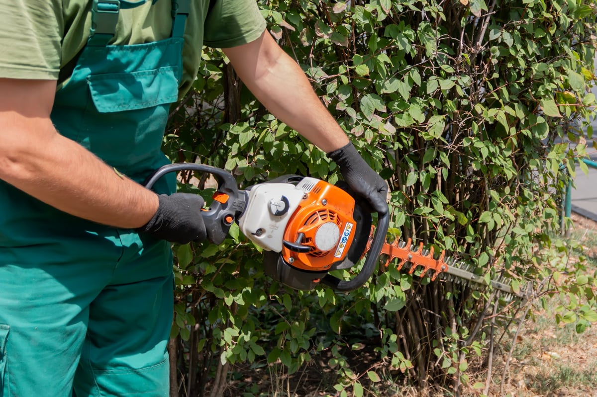 A landscaper carefully shaping a shrub with a trimmer